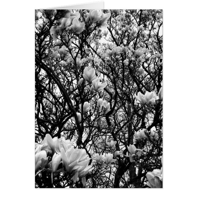 Magnolia (Devant)
