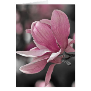Magnolia