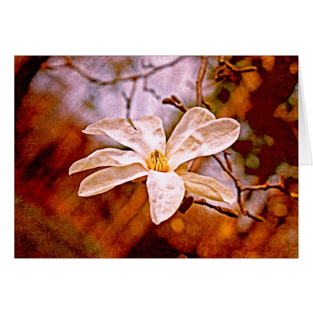 Magnolia (Devant horizontal)