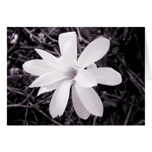 Magnolia (Devant horizontal)