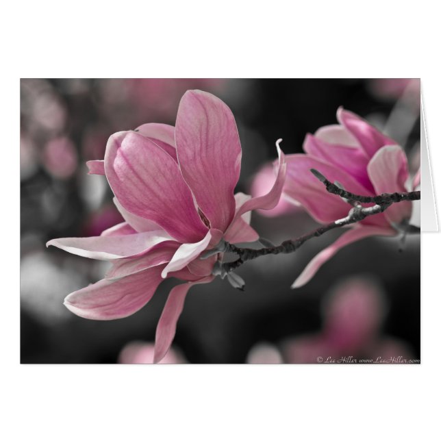 Magnolia à assiette japonaise rose (Devant horizontal)