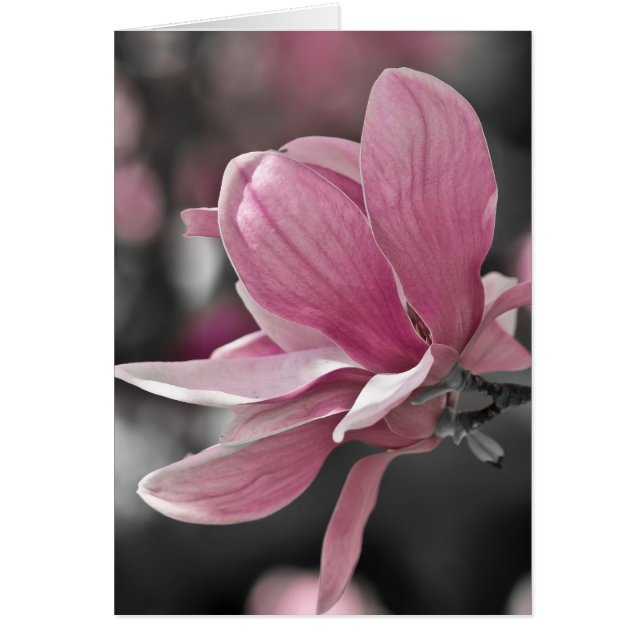 Magnolia à assiette japonaise rose (Devant)
