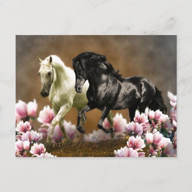 Magnolia Alley - Carte postale (Devant)