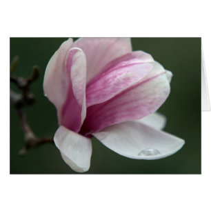 Magnolia Avec Chute De pluie
