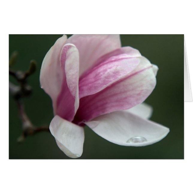 Magnolia Avec Chute De pluie (Devant horizontal)