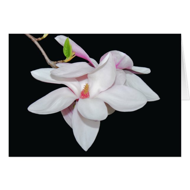 Magnolia blanc (Devant horizontal)