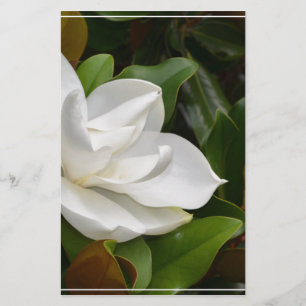 Magnolia blanc