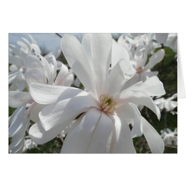 Magnolia blanche, printemps (Devant Horizontal)