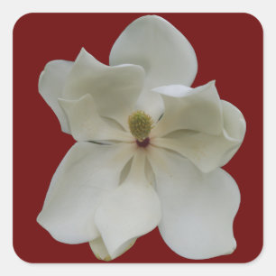 Magnolia blanche sur autocollants