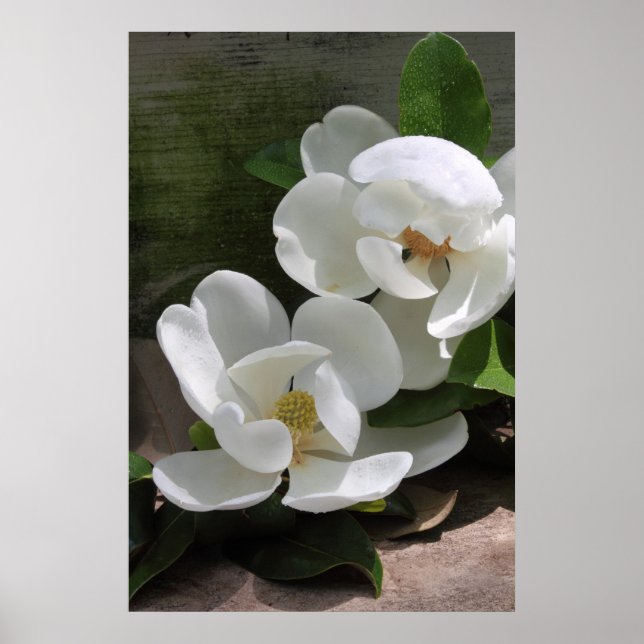 Magnolia Blooms Poster -24x36 -other sizes also (Devant)