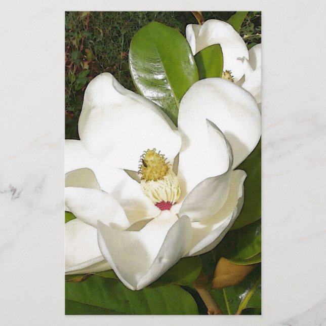 Magnolia blossom (Devant)