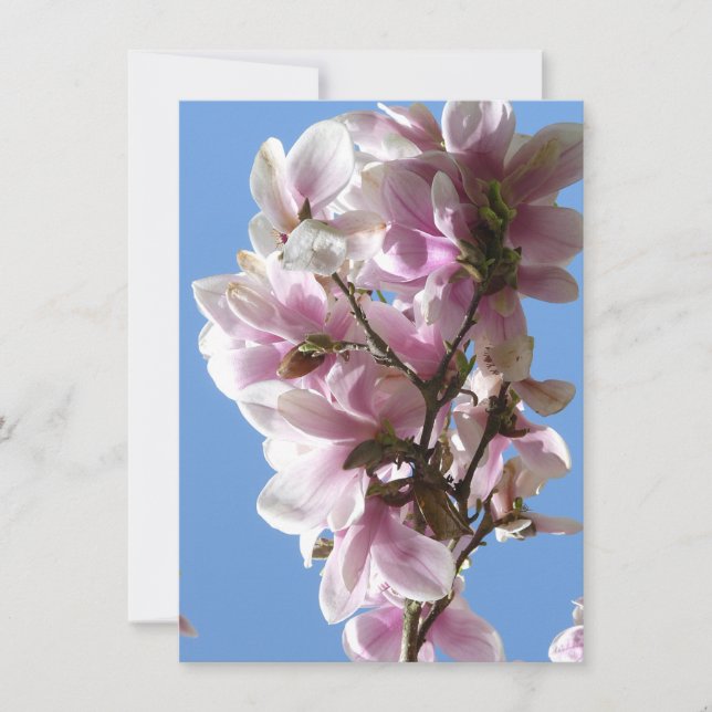 Magnolia blossom (Devant)