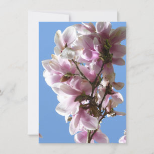 Magnolia blossom