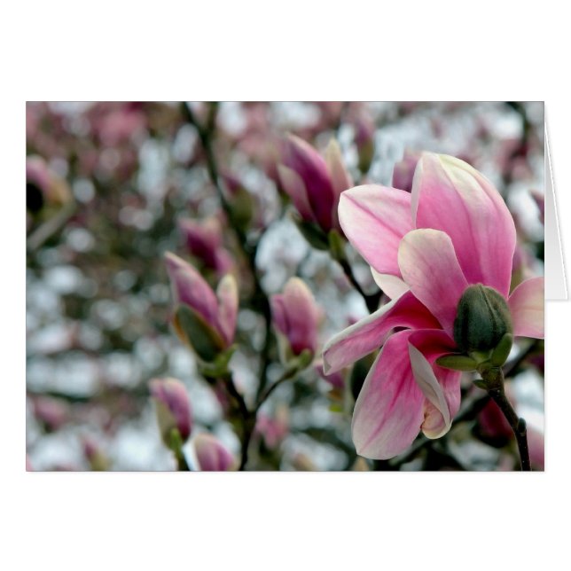 Magnolia Blossom and Buds (Devant horizontal)