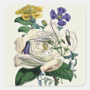 Magnolia Botanique vintage Imprimer - Sticker