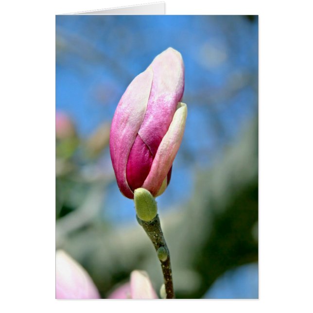 Magnolia Bud (Devant)