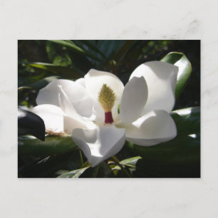 magnolia cartes postales fleur arbre magnolias pho