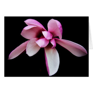 "magnolia" de Larry Coressel