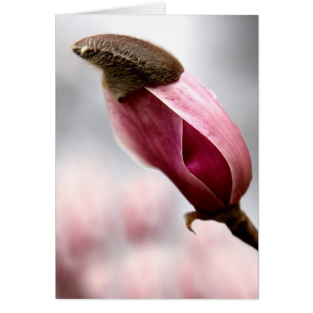 Magnolia écrêtée (Devant)