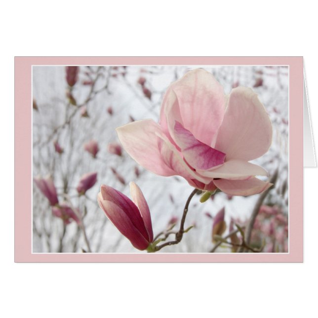Magnolia En Rose (Devant horizontal)