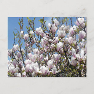 Magnolia Fleurit Au Printemps Carte Postale