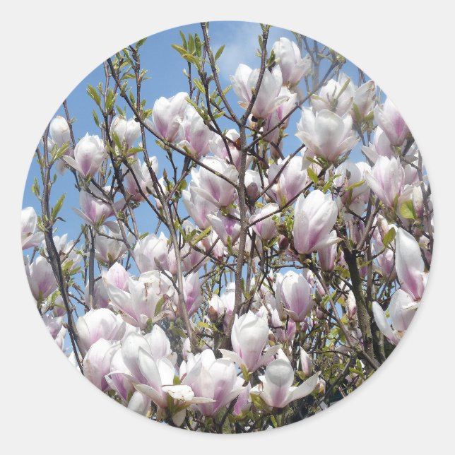 Magnolia Fleurit Dans Les Stickers Printemps (Devant)