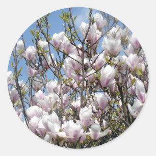 Magnolia Fleurit Dans Les Stickers Printemps