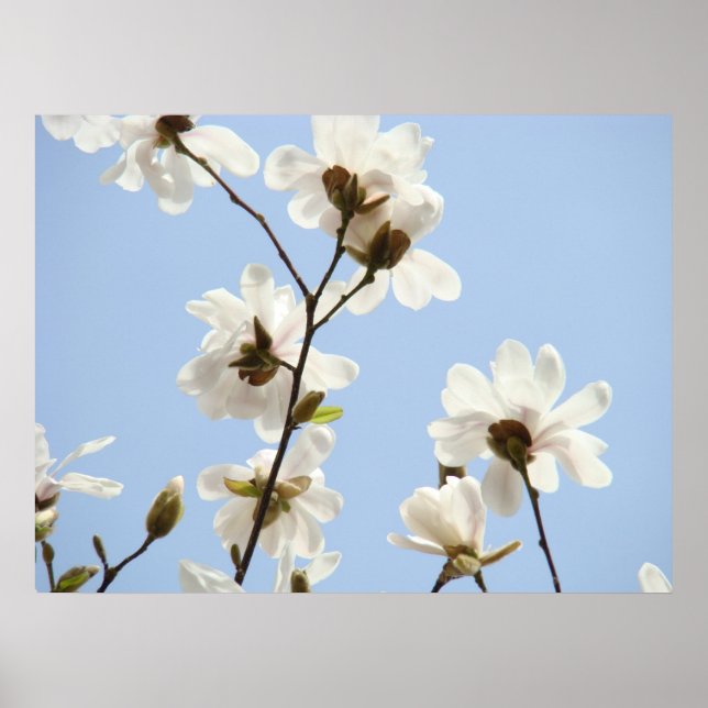 MAGNOLIA Fleurs Arbres 38 Blue Art Prints Affiches (Devant)