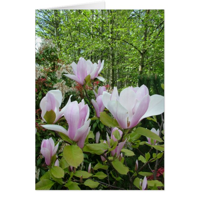 magnolia flower (Devant)