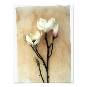 Magnolia Flower Photographie élégante