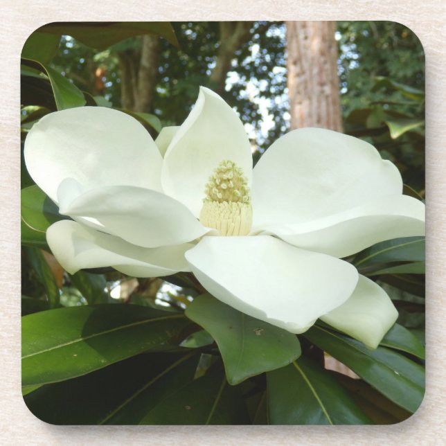 Magnolia Grandiflora Dessous de verre en plastique (Devant)