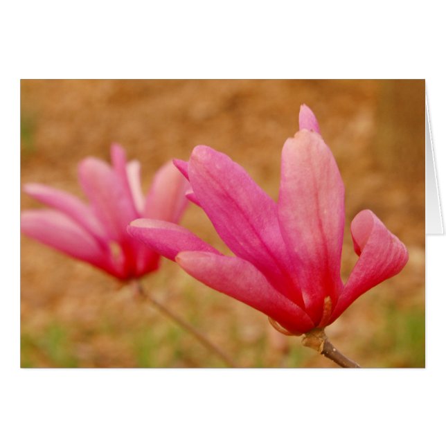 Magnolia japonaise (Devant horizontal)