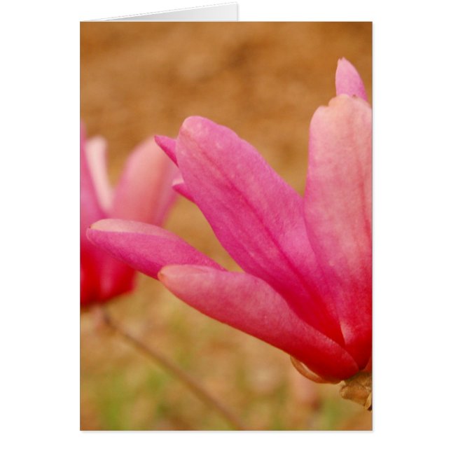 Magnolia japonaise (Devant)