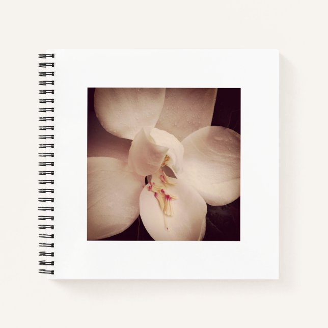 Magnolia Journal (Devant)