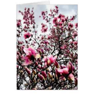 Magnolia Masses