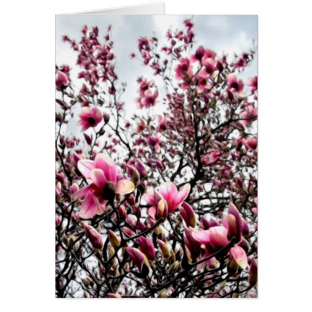 Magnolia Masses (Devant)