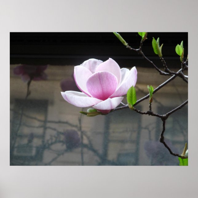 MAGNOLIA POSTER (Devant)