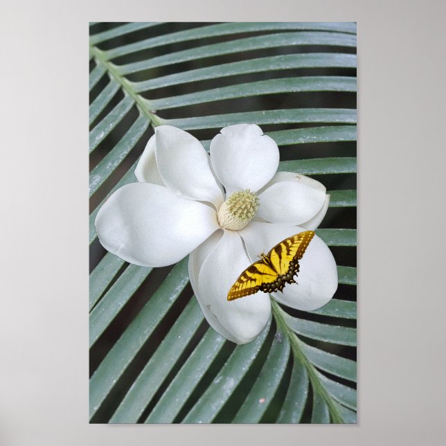 Magnolia Print, Value Poster Paper (Semi-Gloss) (Devant)