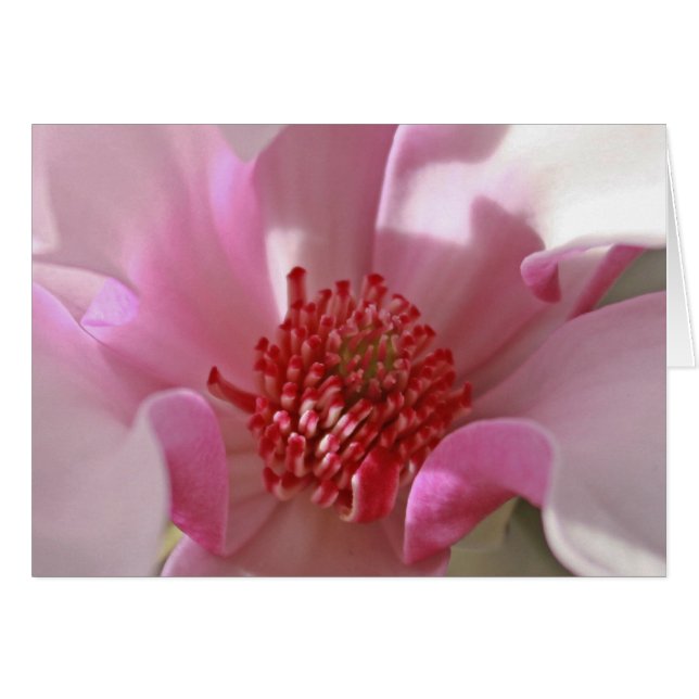Magnolia rose (Devant Horizontal)