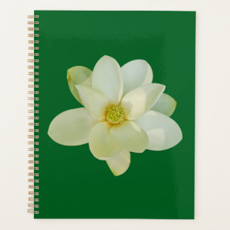 Magnolia sweetbay