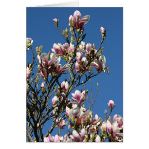 magnolias et ciel