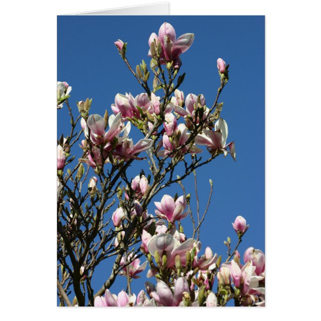 magnolias et ciel (Devant)