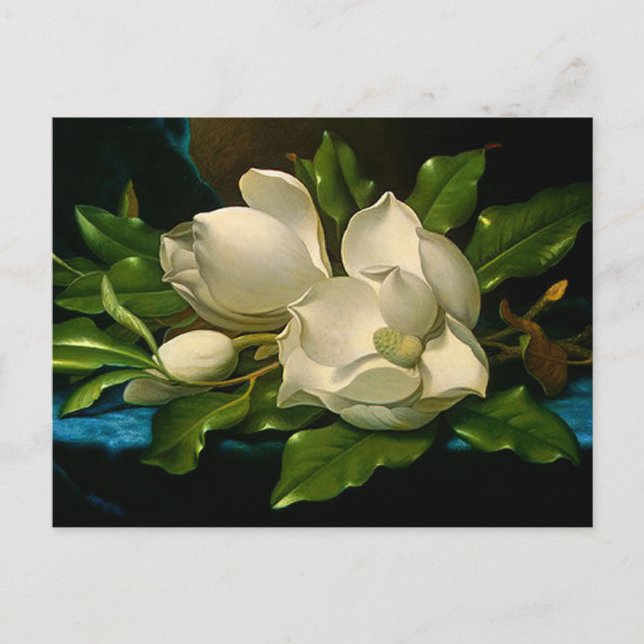 Magnolias géant sur une carte postale en velours b (Devant)