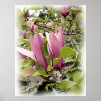 Magnolias japonais - Impression d'aquarelle numéri
