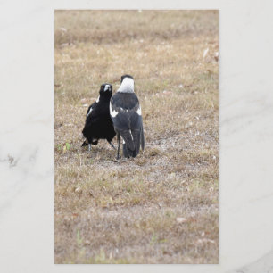 MAGPIE RURAL QUÉENSLAND AUSTRALIE