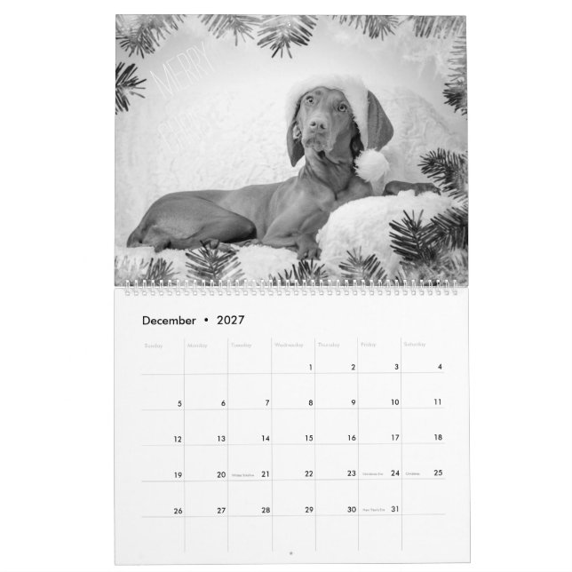 Magyar Vizsla Chiens Calendrier noir et blanc (Dec 2027)