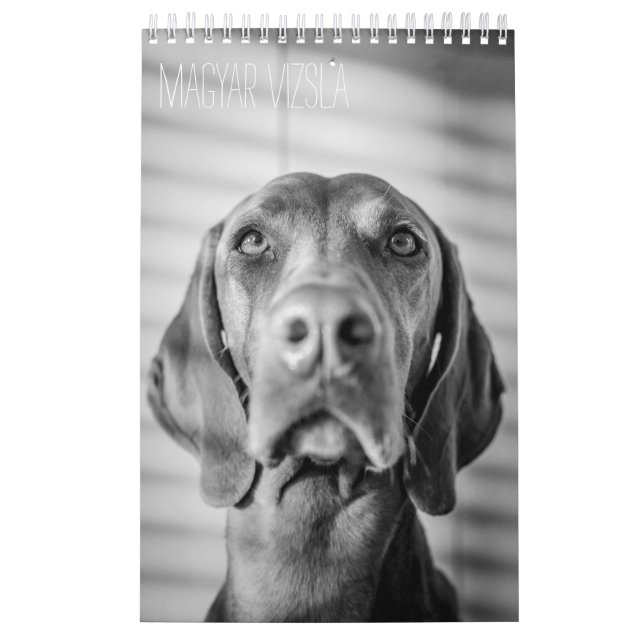 Magyar Vizsla Chiens Calendrier noir et blanc (Protection)