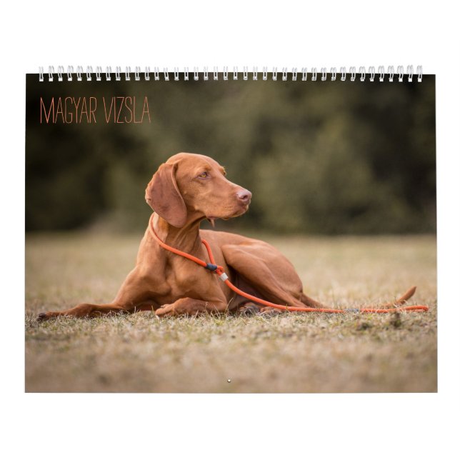 Magyar Vizsla de chiens calendriers (Protection)