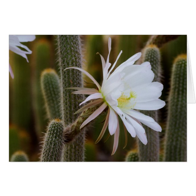 Mai dans le jardin (Devant horizontal)