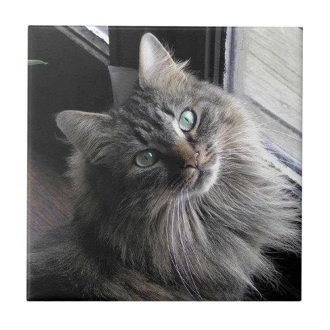 Main Coon Kitty Cat Carreaux en céramique (Devant)